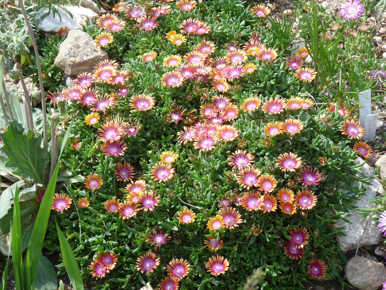 A not so simple garden: Fire and Ice(plants)