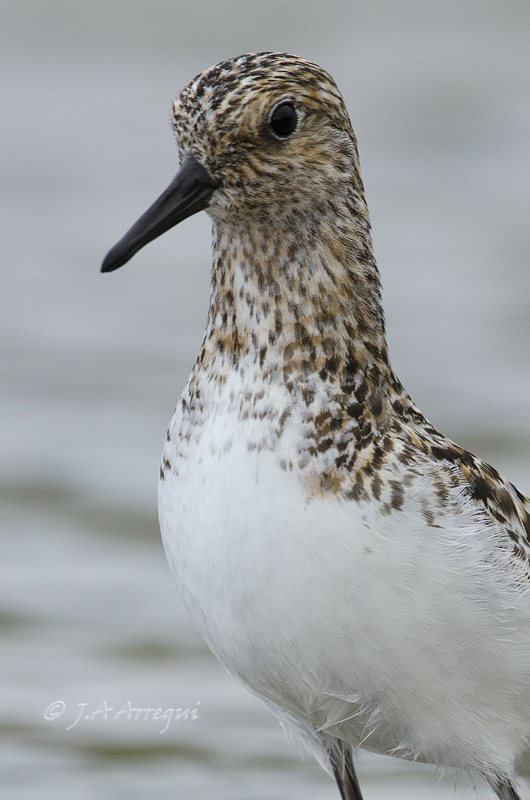 Correlimos tridactilo, Calidris alba, Sanderling Correlimos tridactilo, Calidris alba, Sanderling
