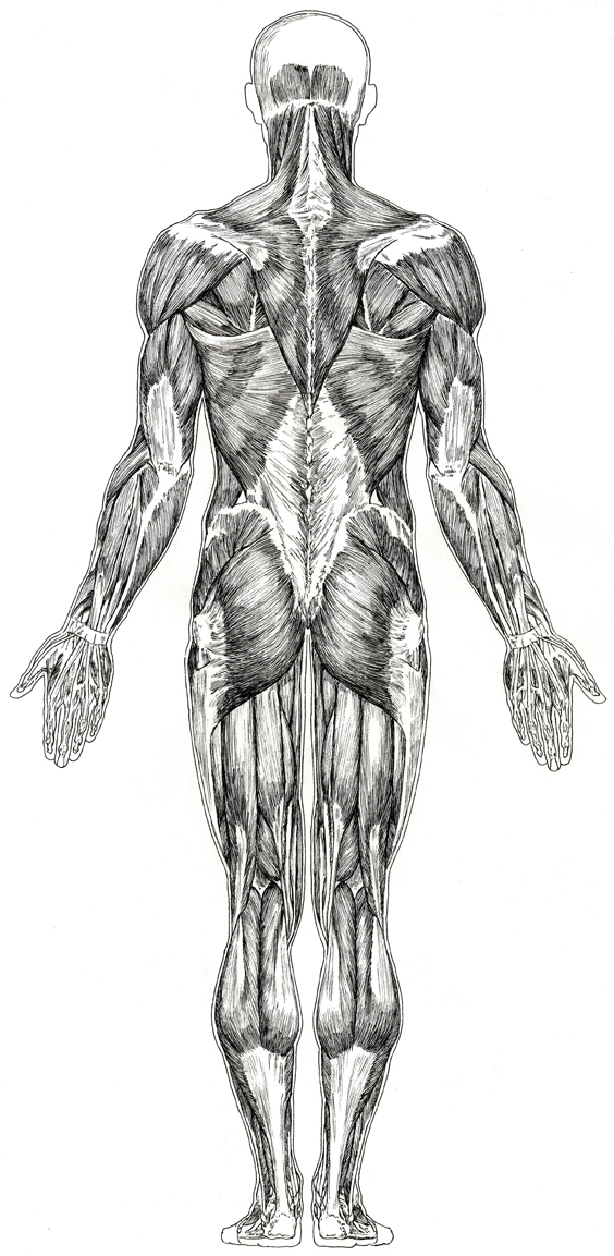 Research of Artistic Anatomy: Illustration from Paul Richer “Anatomie