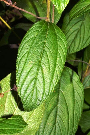 Ceanothus Americanus Morning Sky Greenery