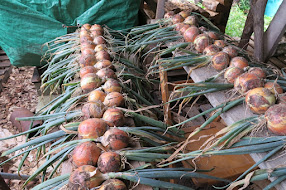 #8—The Drying Of The Onions