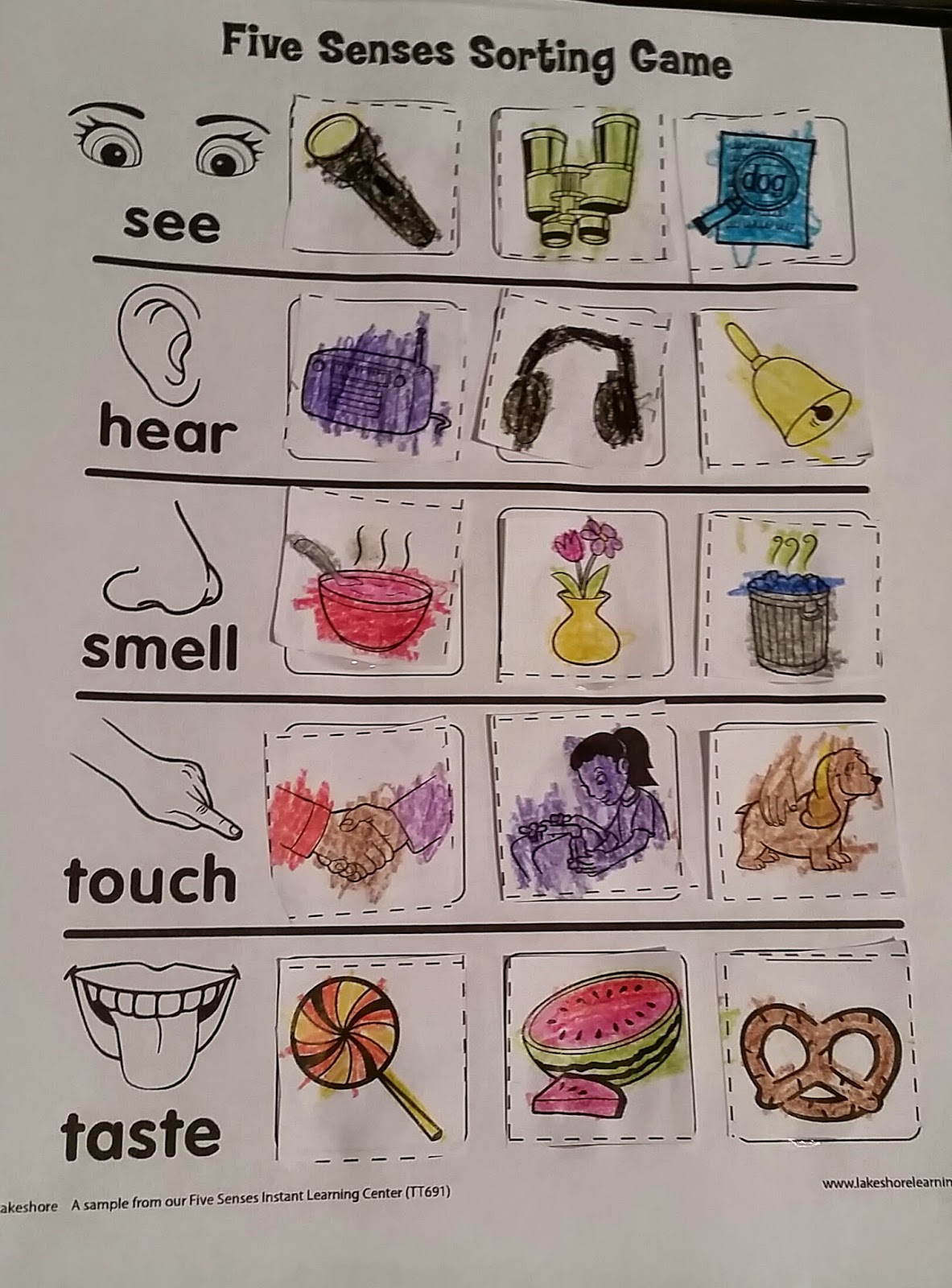 The Five Senses | TJ Homeschooling