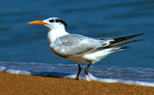 Royal Tern