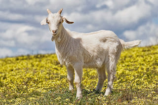 Domestic_goat_kid_in_capeweed-795168.jpg