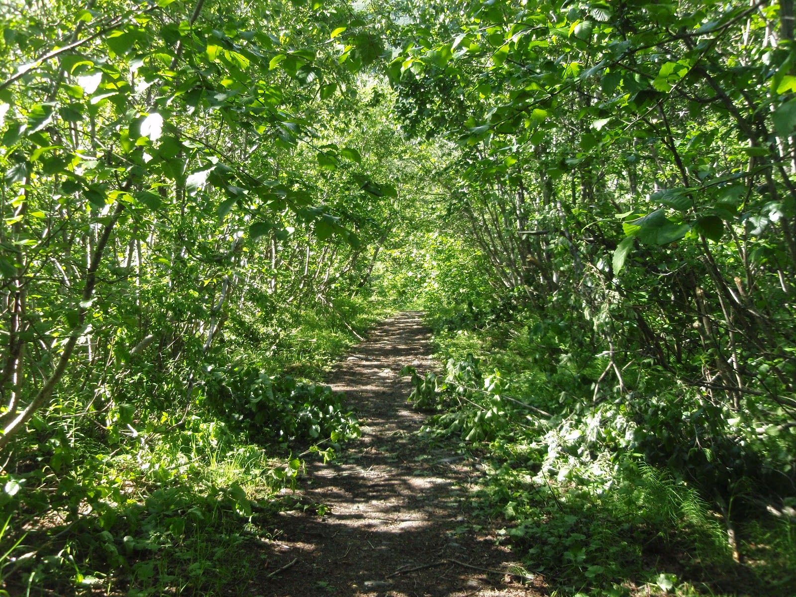 Alnus Crispa