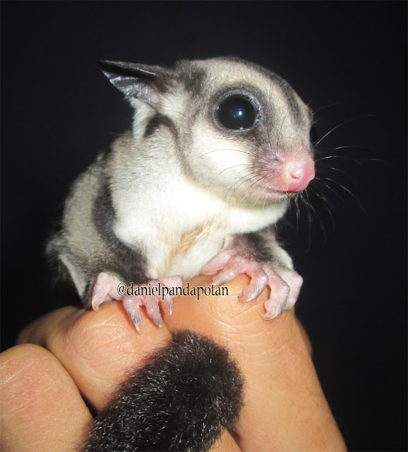 The Beauty of Nature Sugar Glider