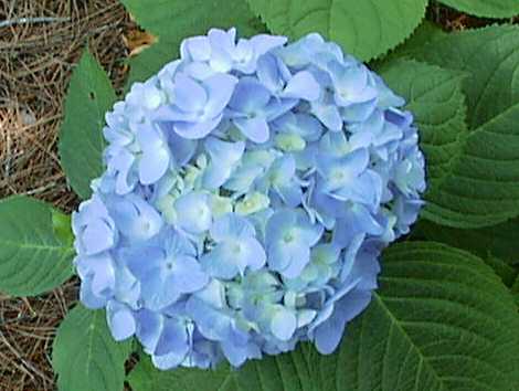 From The Garden Of Zen Gaku Ajisai Hydrangea Macrophylla