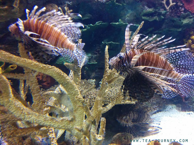 Ripley's Aquarium of Canada in Toronto Lion Fish coral reef Tea Journey