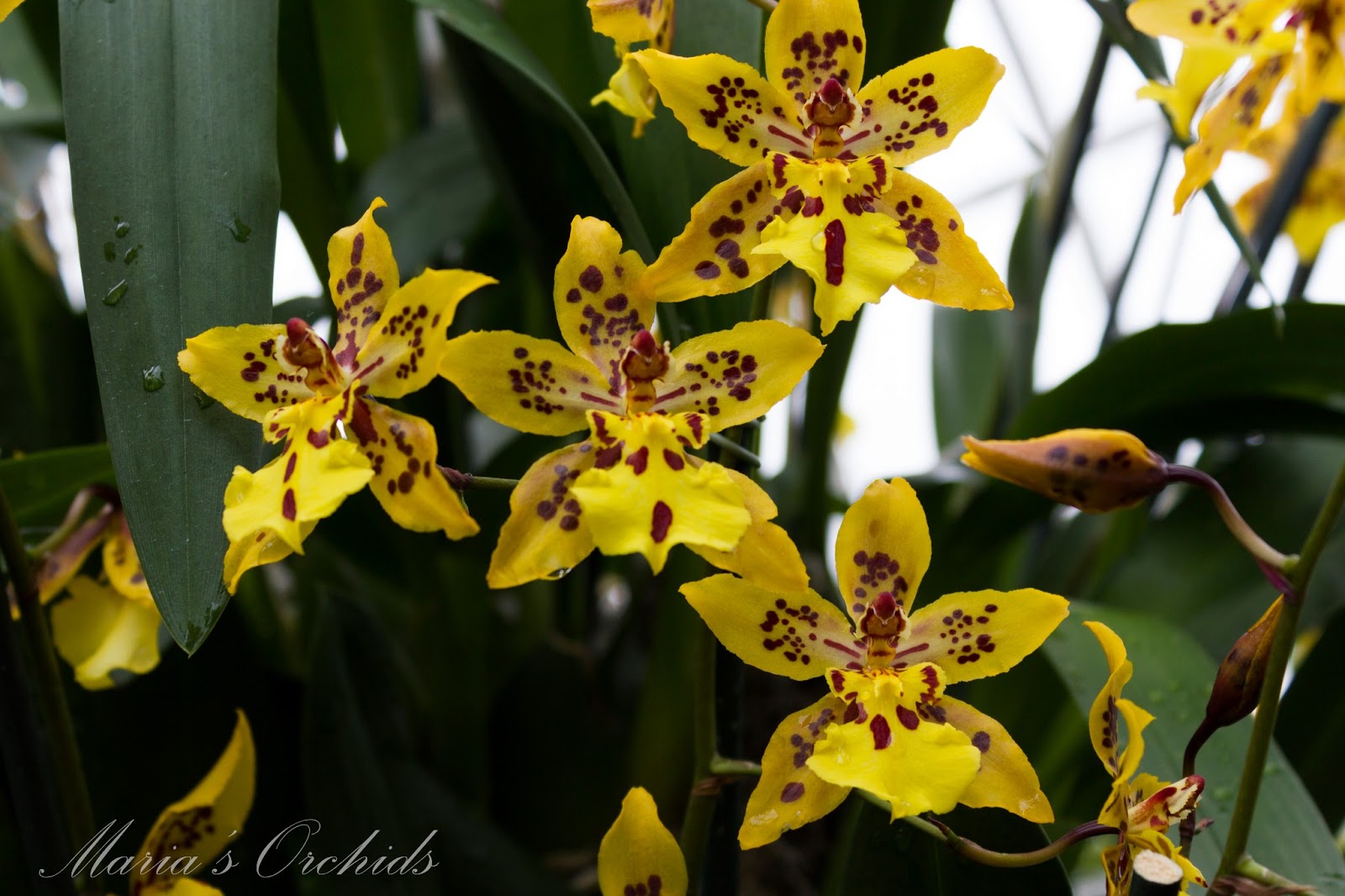Maria's Orchids: New York Orchid Show 2013: Oncidiums
