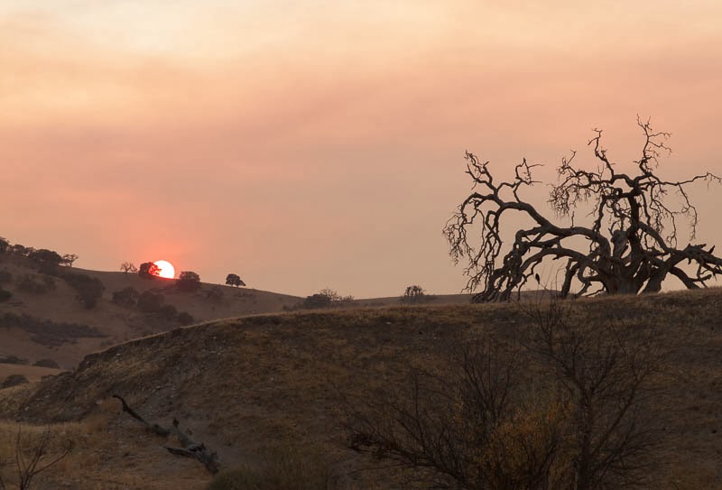 Grazing the Grasslands and Allan Savory's TED Talk