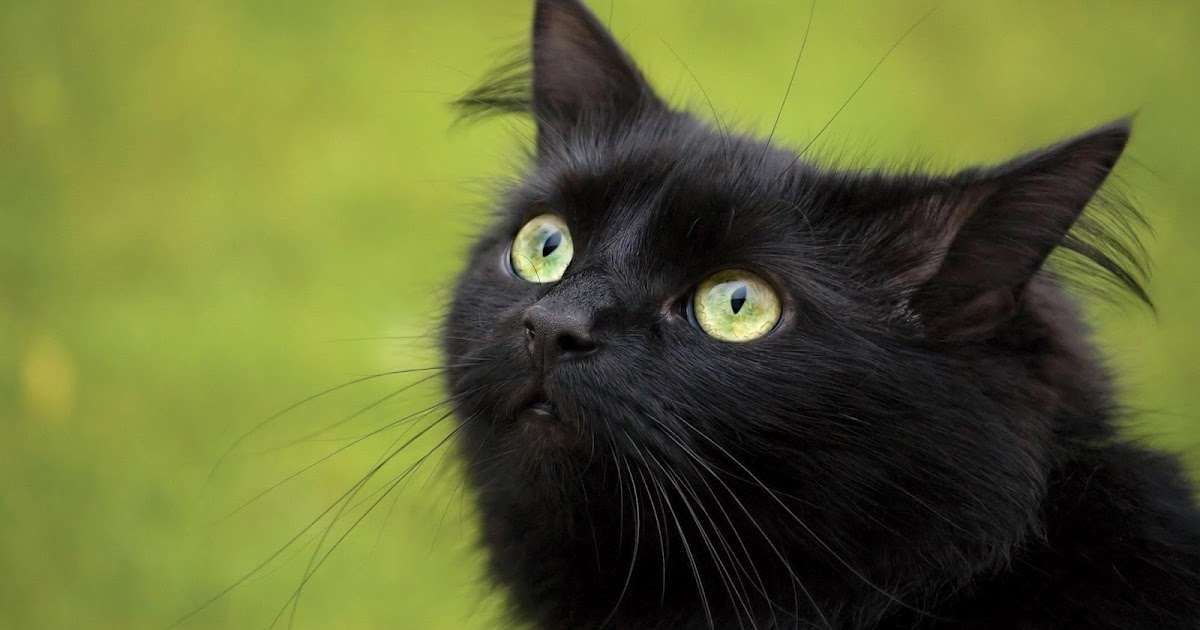 Gato Negro - Fondos de Pantalla HD - Wallpapers HD