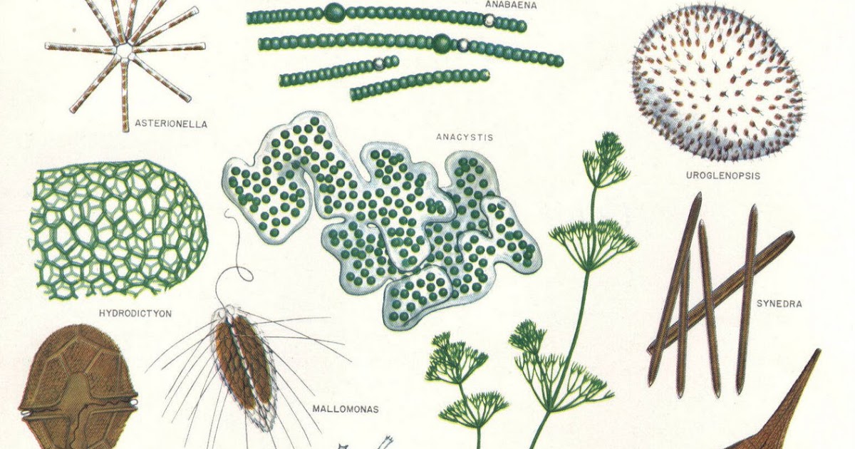 Taksonomi dan Klasifikasi Makhluk Hidup Protista