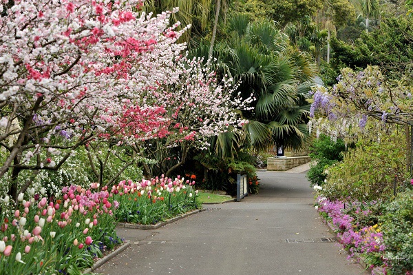 [Image: hoa-dao-no-ro-o-Uc-1.jpg]