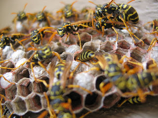 wasps, bees, yellowjackets, pest control, walla walla, extermination