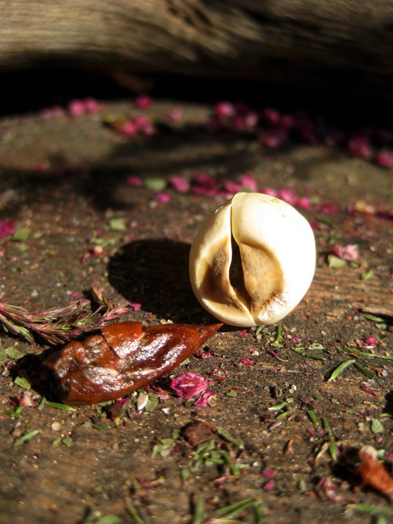 Naturally Witchy: Herbal Tuesday: Adam and Eve Root