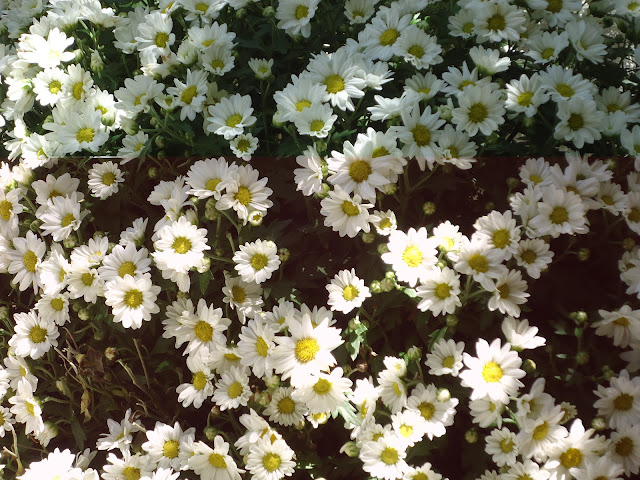 Meu jardim - margaridinhas