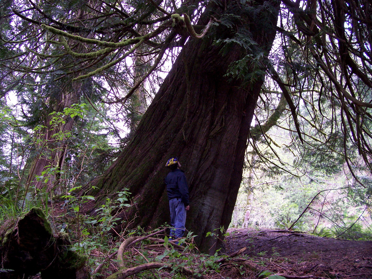 Vancouver Island Big Trees Sooke River Big Trees
