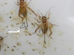 crickets.jpg