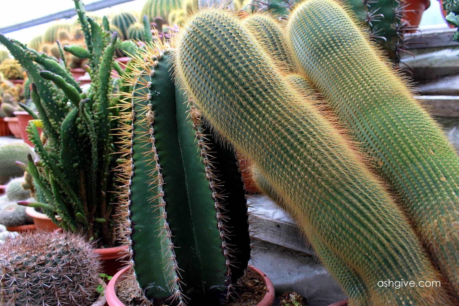 Ashgive.com: Taman Kaktus Cameron Highlands: Jalan jalan di Cactus