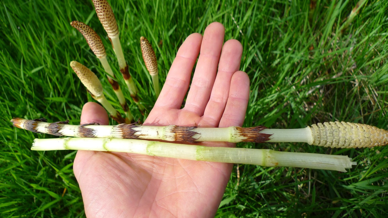 Wild Harvests How to eat a Horsetail
