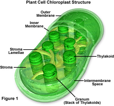 Chloroplast in plant cell image
