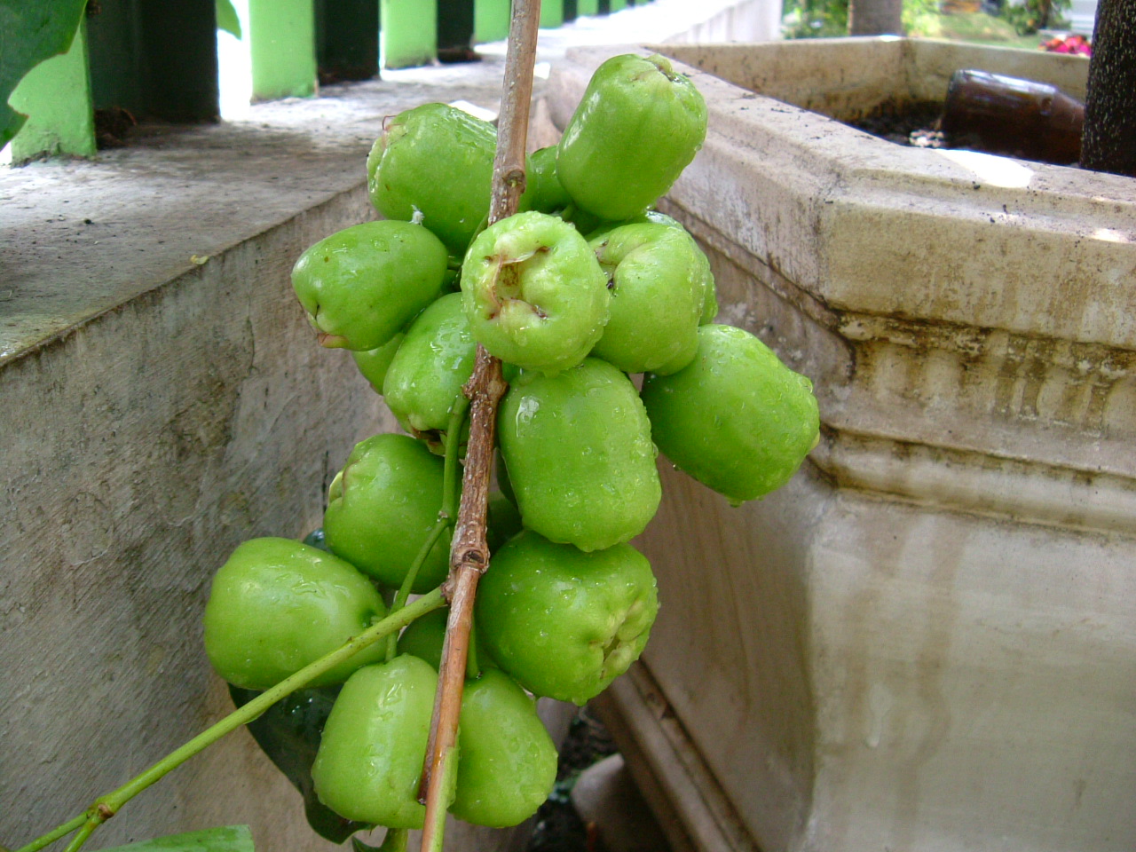 Bibit Buah Bunton Malang: Macam - macam Jambu Air