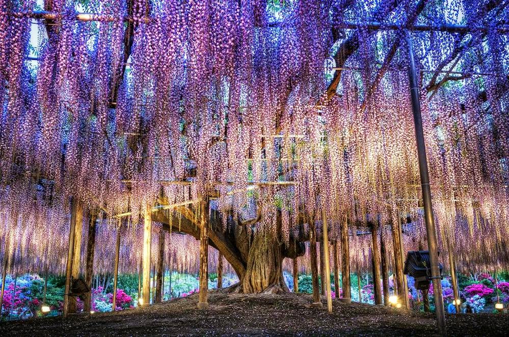Mail2Day: 100 Years Old | Beautiful Wisteria in Japan