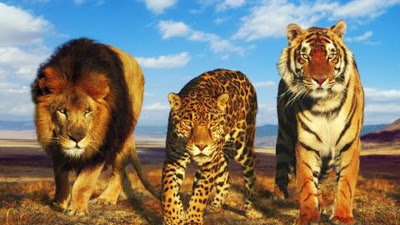 Tiger, lion and leopard genomes compared Tiger, lion and leopard genomes compared