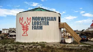 How to Starting a Lobster Farming Business