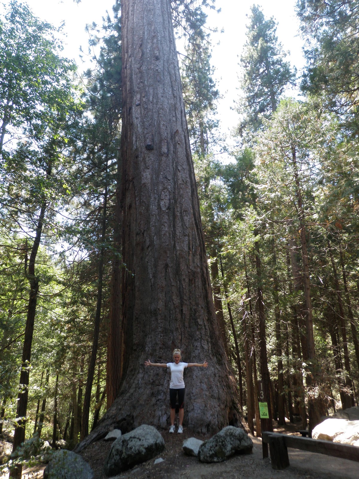 Wes and Lindsey Sequoia National Forest = The Biggest Trees You Will