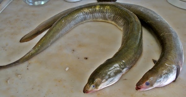 Yılan Balığı (Anguilla anguilla) balikciblog