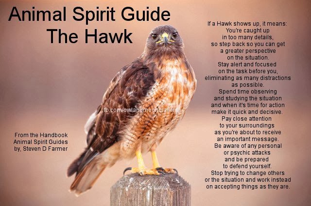 ParaMike: Animal Spirit Guides- Red-tailed Hawk