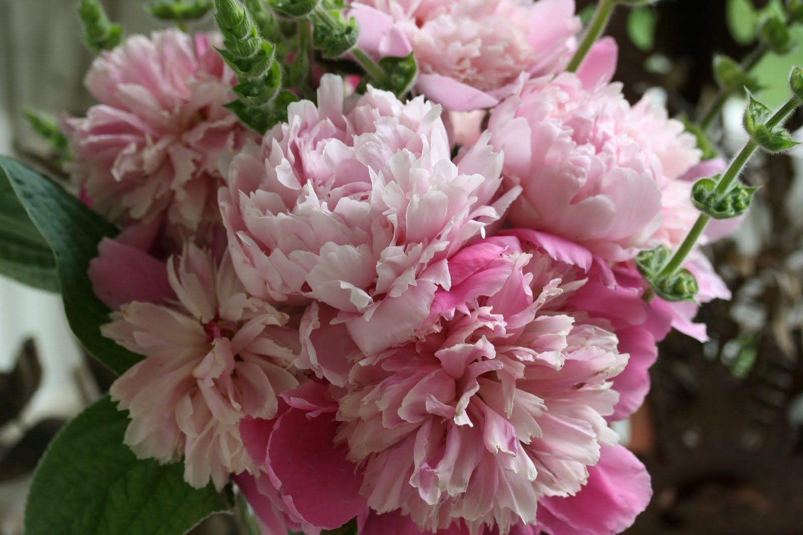 Romancing the Home Late Blooming Peonies
