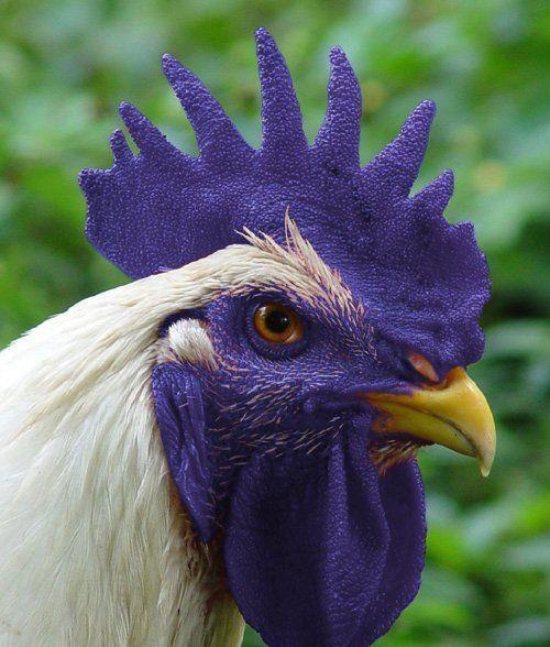 Awesome Animals blog: Blue Rooster. Fake or real?