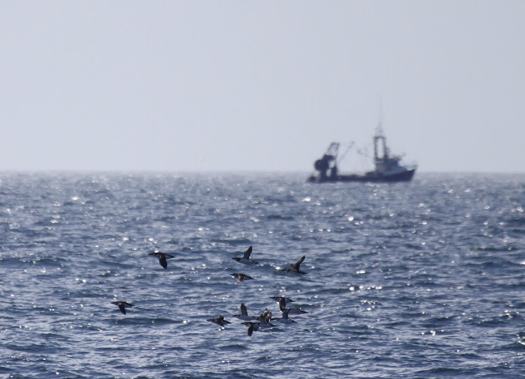 Razorbills and a Trawler