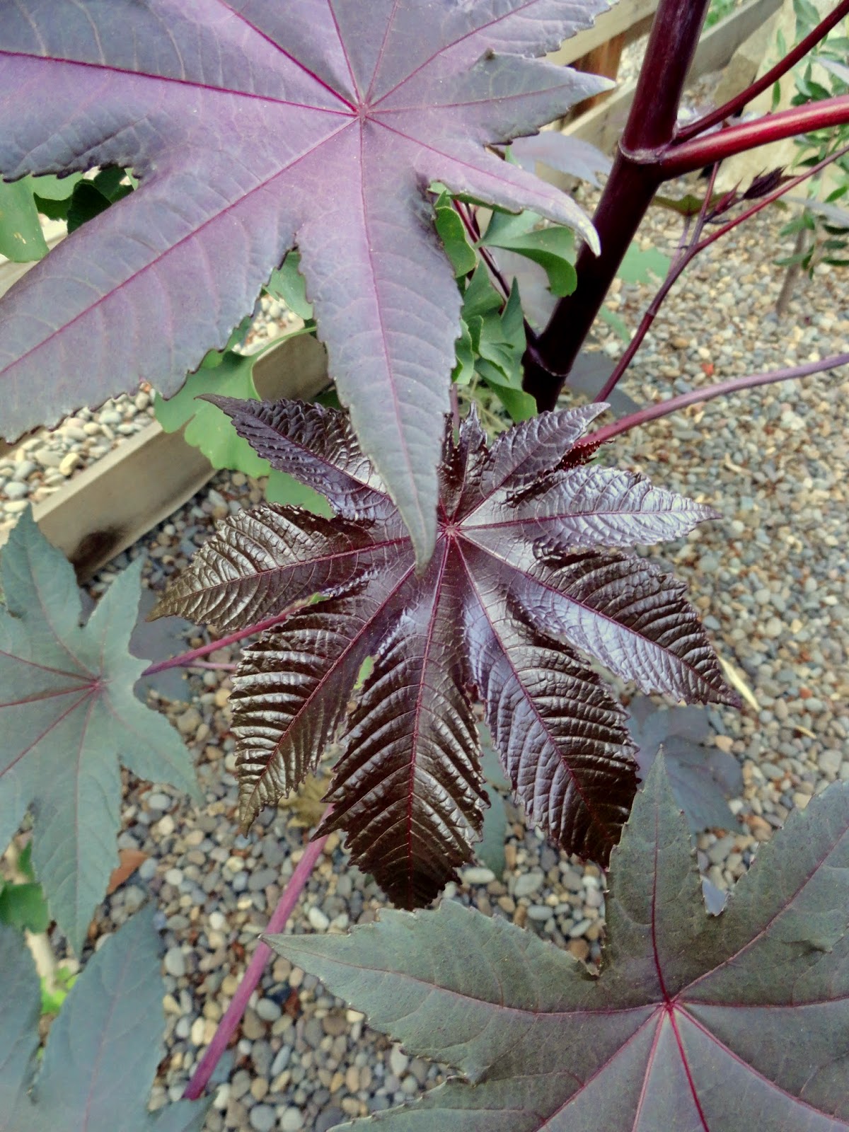 Clay And Limestone Thanks Rusty Blackhaw For An Absolutely