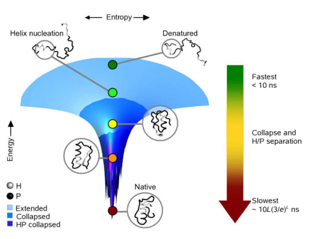 Biophysics Forces in the Bio Universe Protein folding simplicity