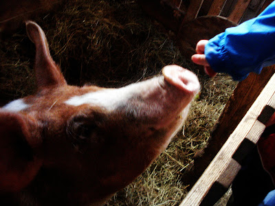 feeding the pig apples, Verger Ti-Paul, St-Elzéar, Beauce, Quebec, copyright yearling blog