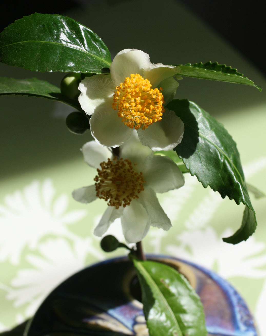Steph's Cup of Tea Tea Flowers
