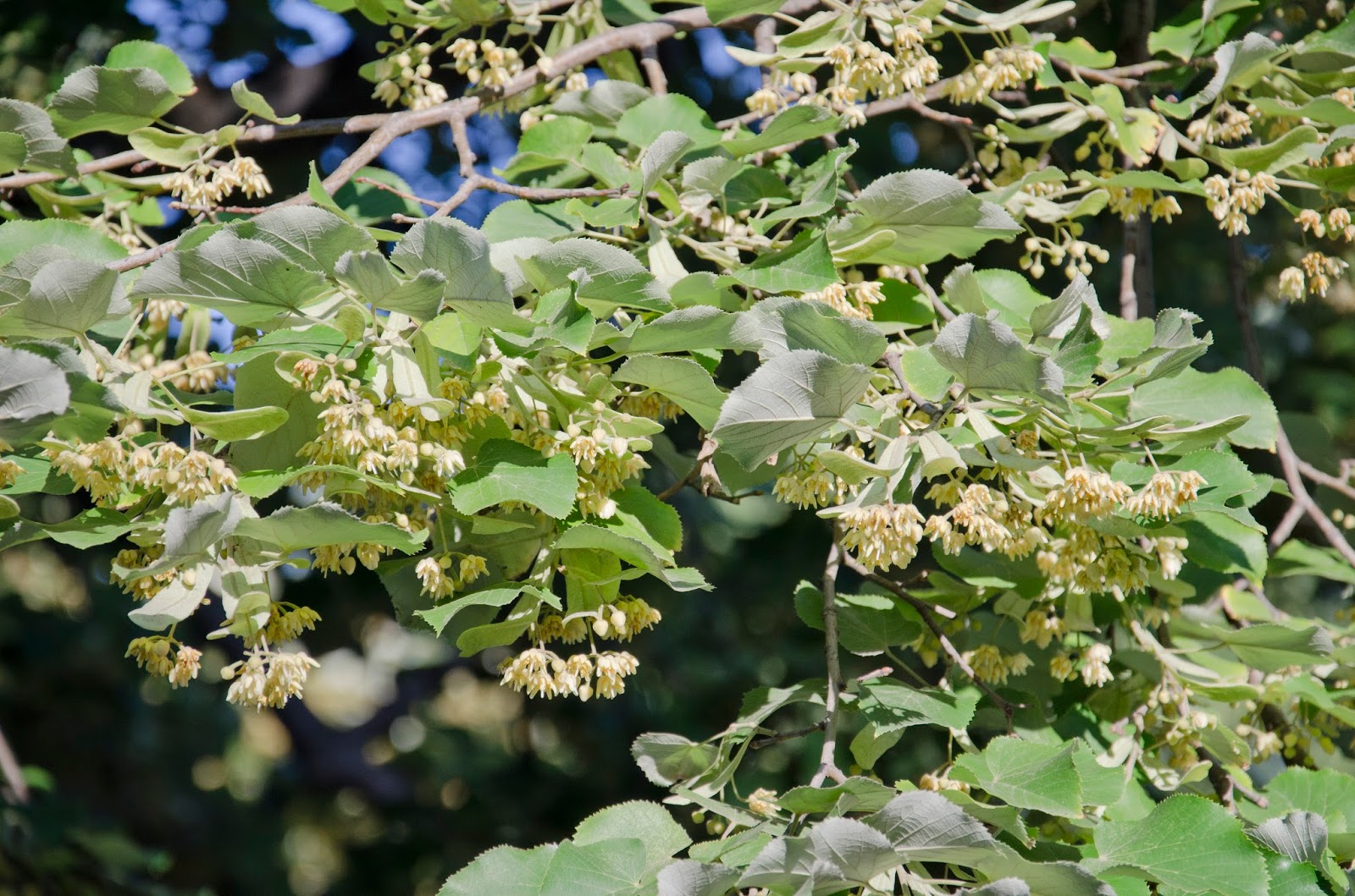 Urban Wildlife Guide It's Linden Time Again