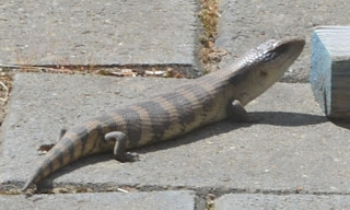 A blue-tonged lizard sunning itself on grey concrete pavers. A wooden toy block is next to it on the right.