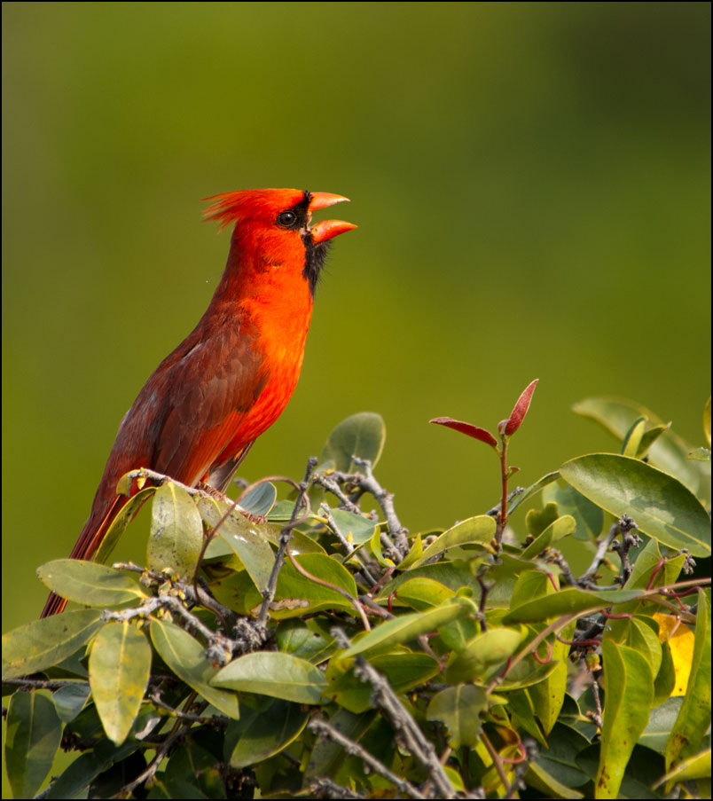cardinal bird sounds cardinal bird sounds