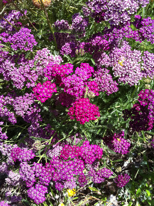 Achillea Cassis