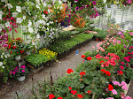 Flats of Annuals & Vegetables