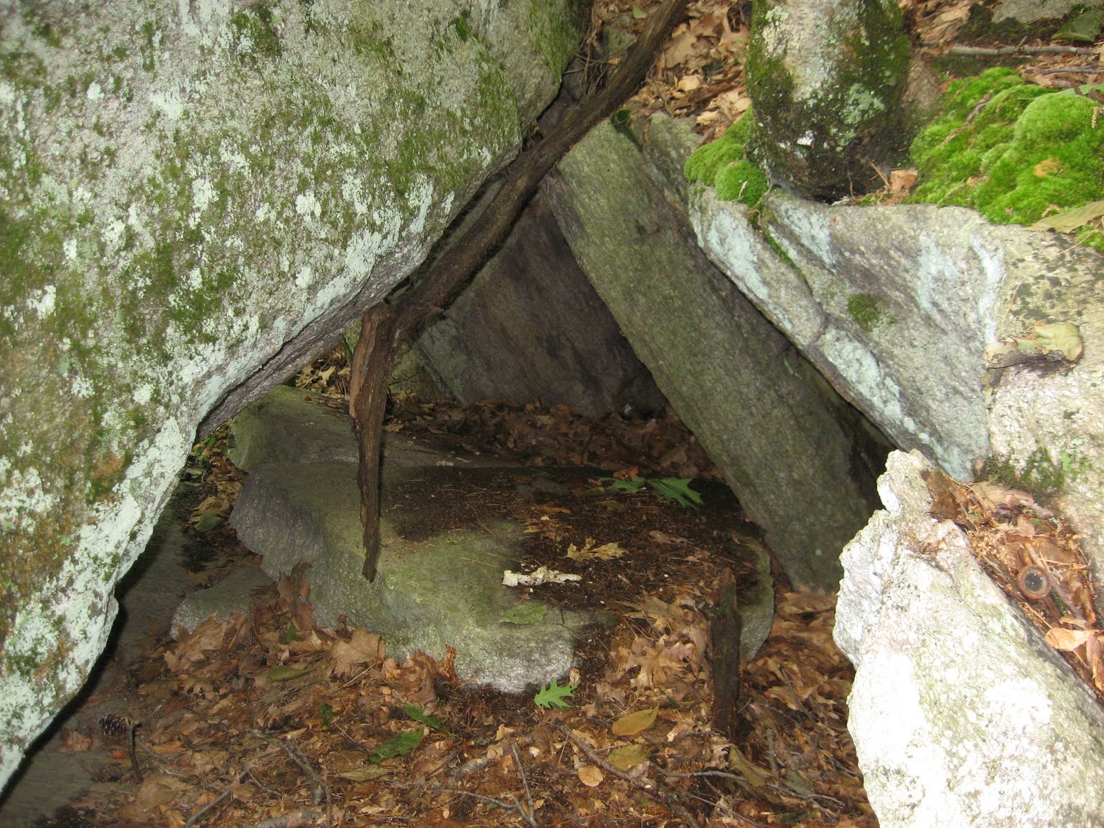 Animal Trackers of New England Turkey Vulture Nest and Roost