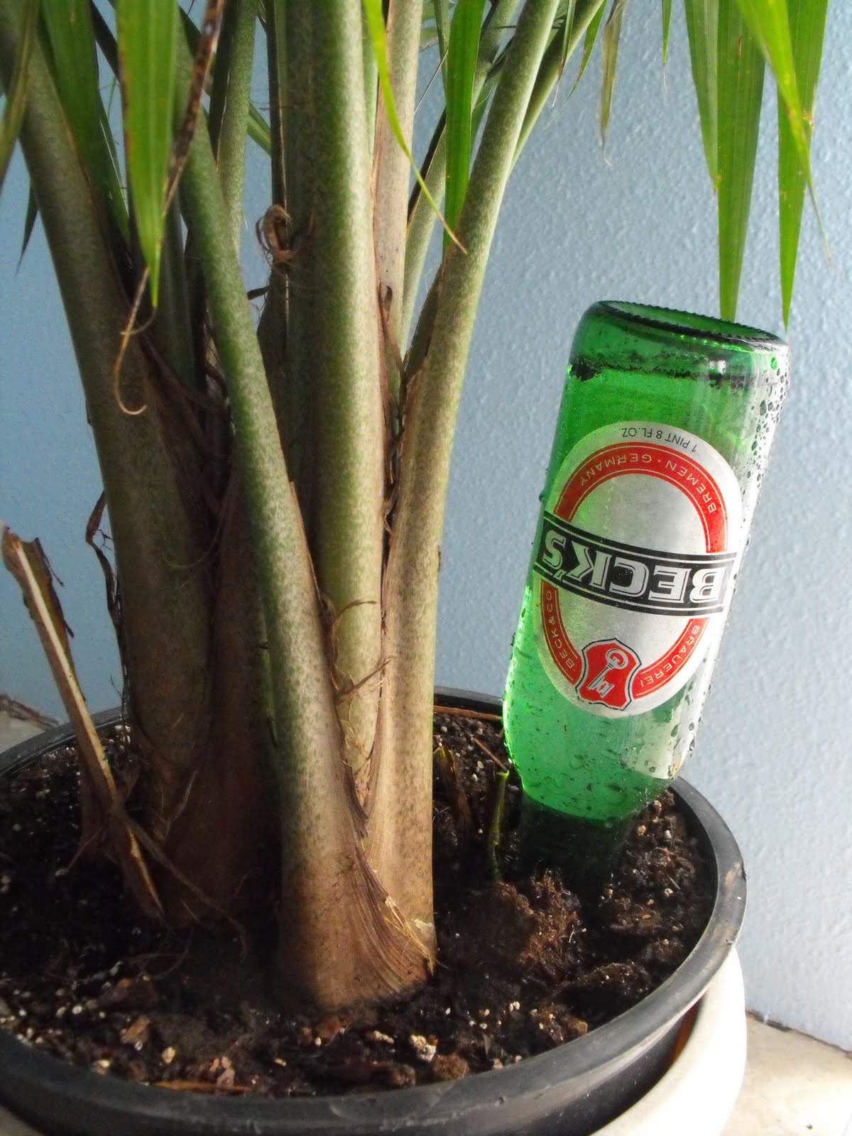 Watering Plants While On Vacation Plastic Bottle