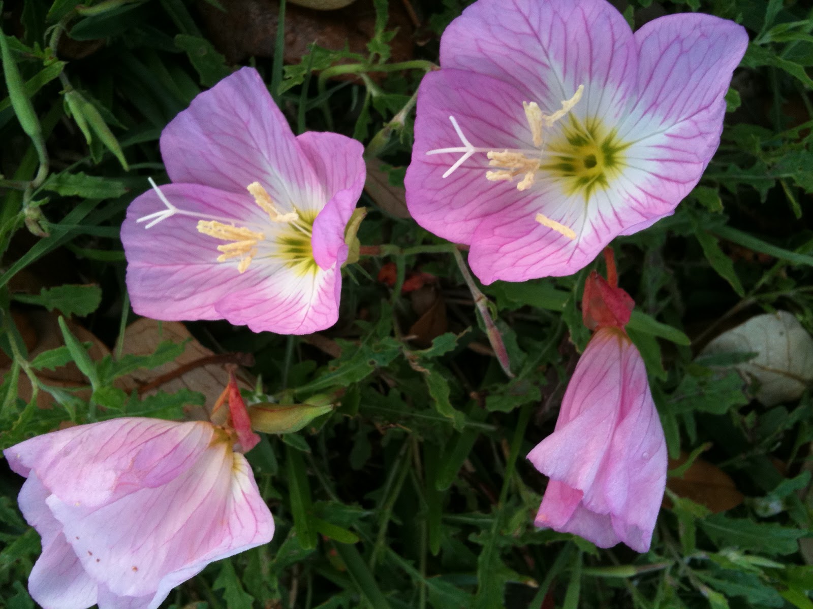 What's New in COM Library Texas Wildflowers