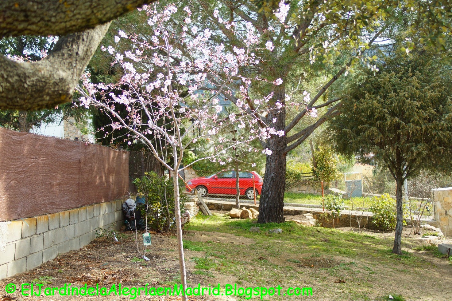El jardín de la alegría : El primer almendro en flor. Ya está en la