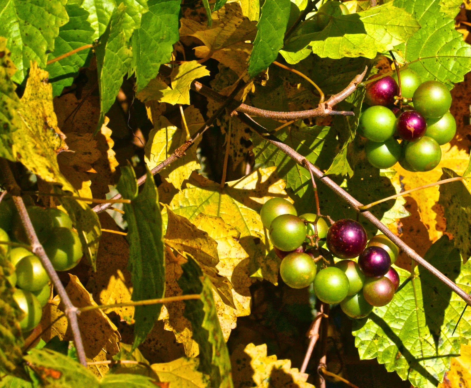 The Nature of Things Backyard Nature Wednesday Muscadines