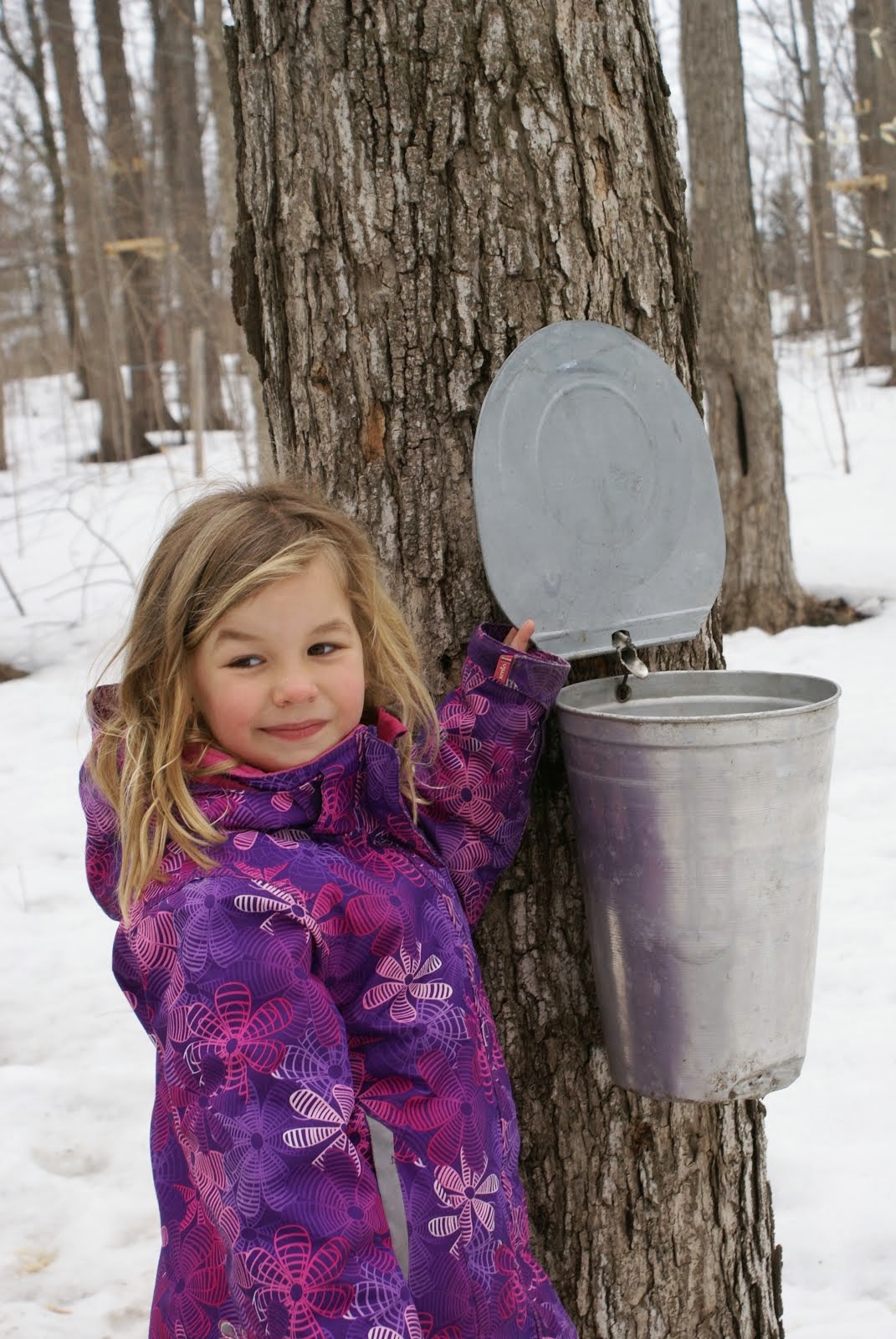 Maple Syrup time